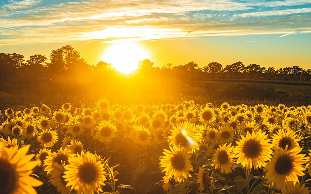 field of sunflowers at sunset